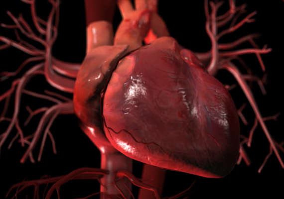 Heart and major blood vessels